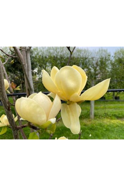 Магнолія Honey Tulip у квітучому саду. 